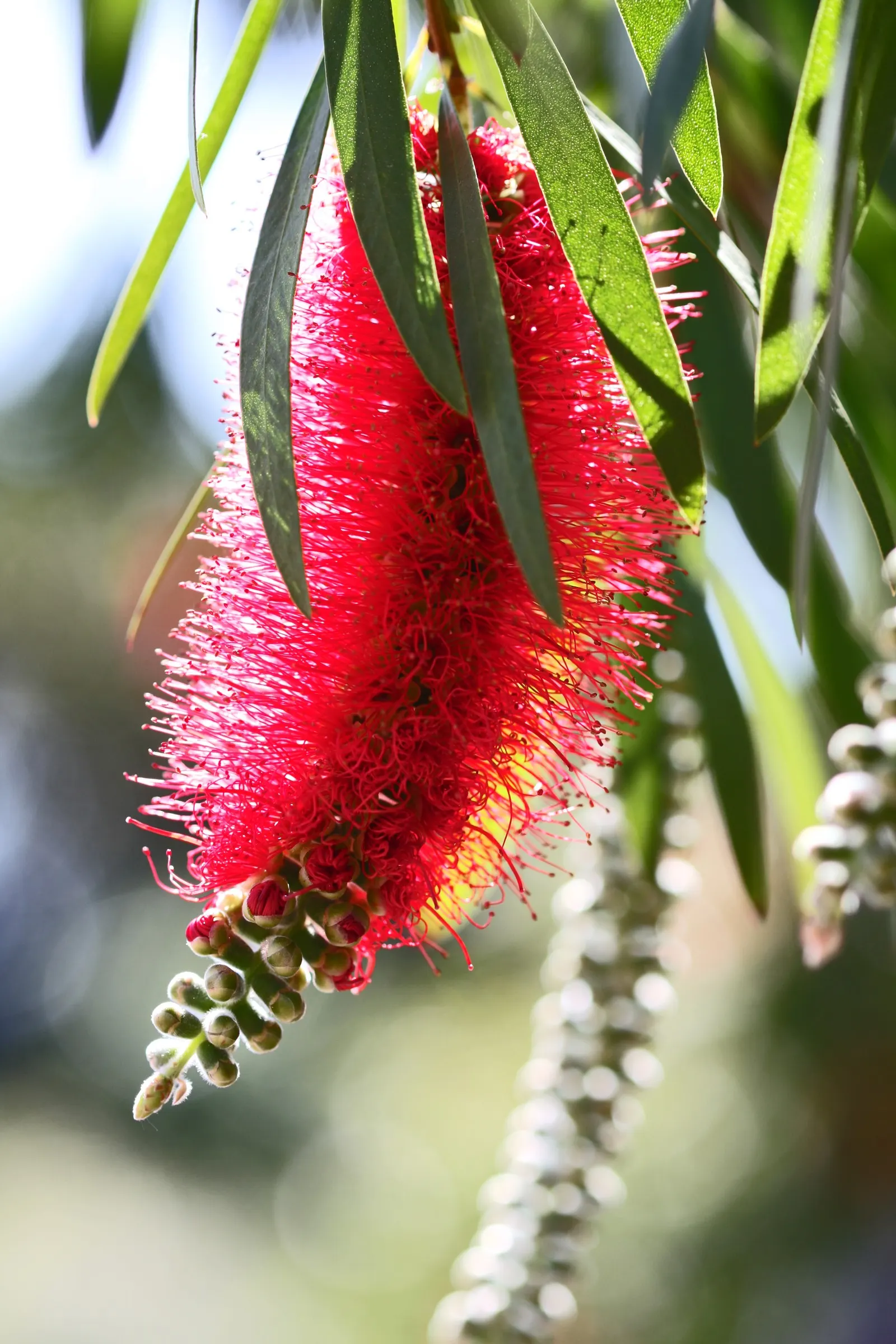 Lemon Bottlebrush (Callistemon Citrinus) — evergreen leaves are lance-shaped and release a citrus fragrance when crushed; it reaches a mature size, image 129