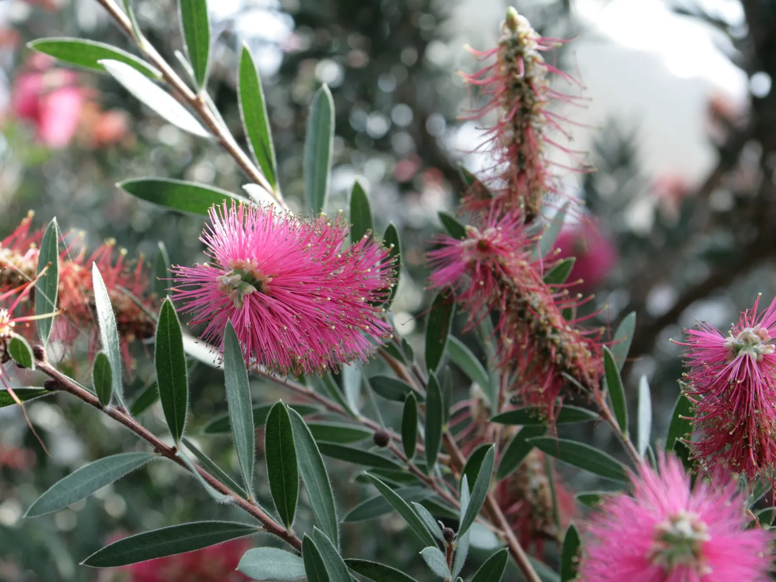 Lemon Bottlebrush (Callistemon Citrinus) — It reaches a mature size of 8-10 feet tall and 5-8 feet wide, flourishing in full sun and well-drained, image 116