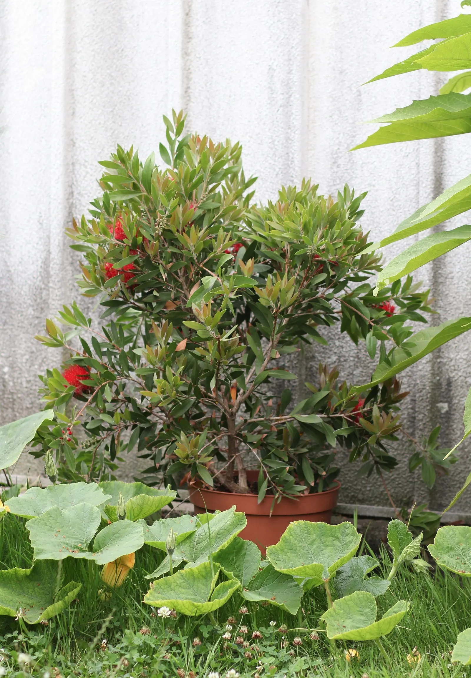 Lemon Bottlebrush (Callistemon Citrinus) — Callistemon citrinus thrives in USDA hardiness zones 8 through 11; ensuring the plant remains a focal, image 124