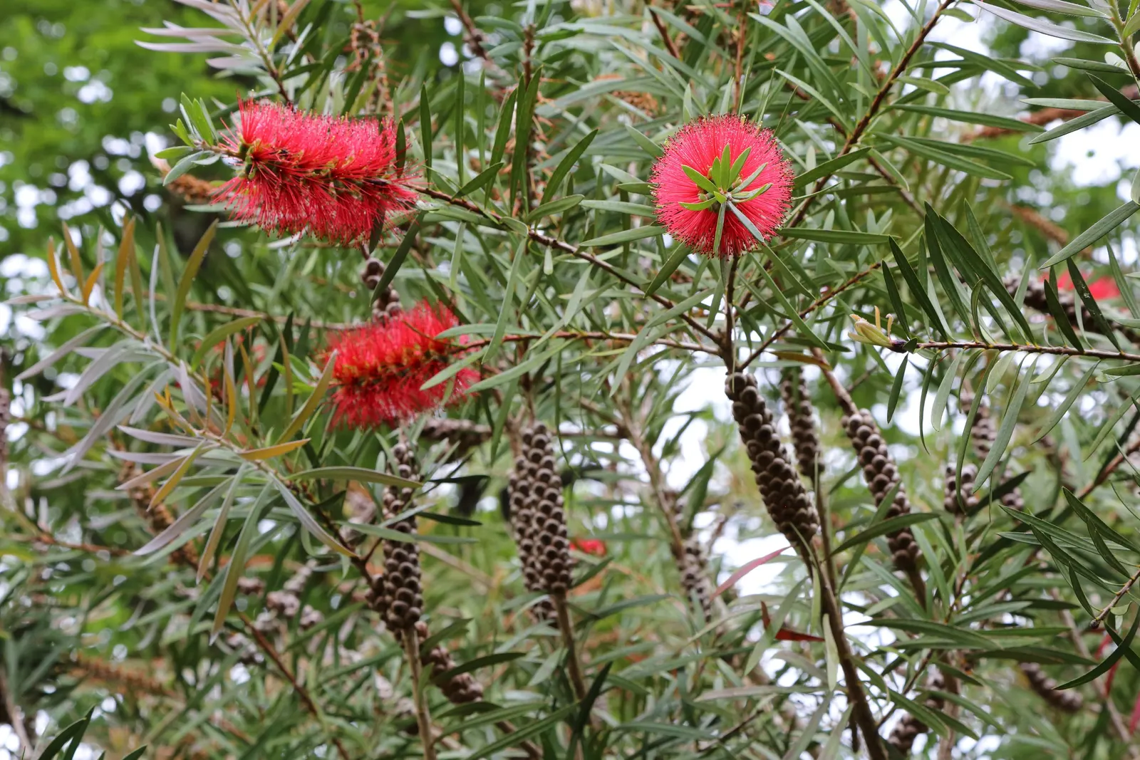 Lemon Bottlebrush (Callistemon Citrinus) — attracting pollinators such as bees and hummingbirds; however, it is advisable to provide supplemental, image 127