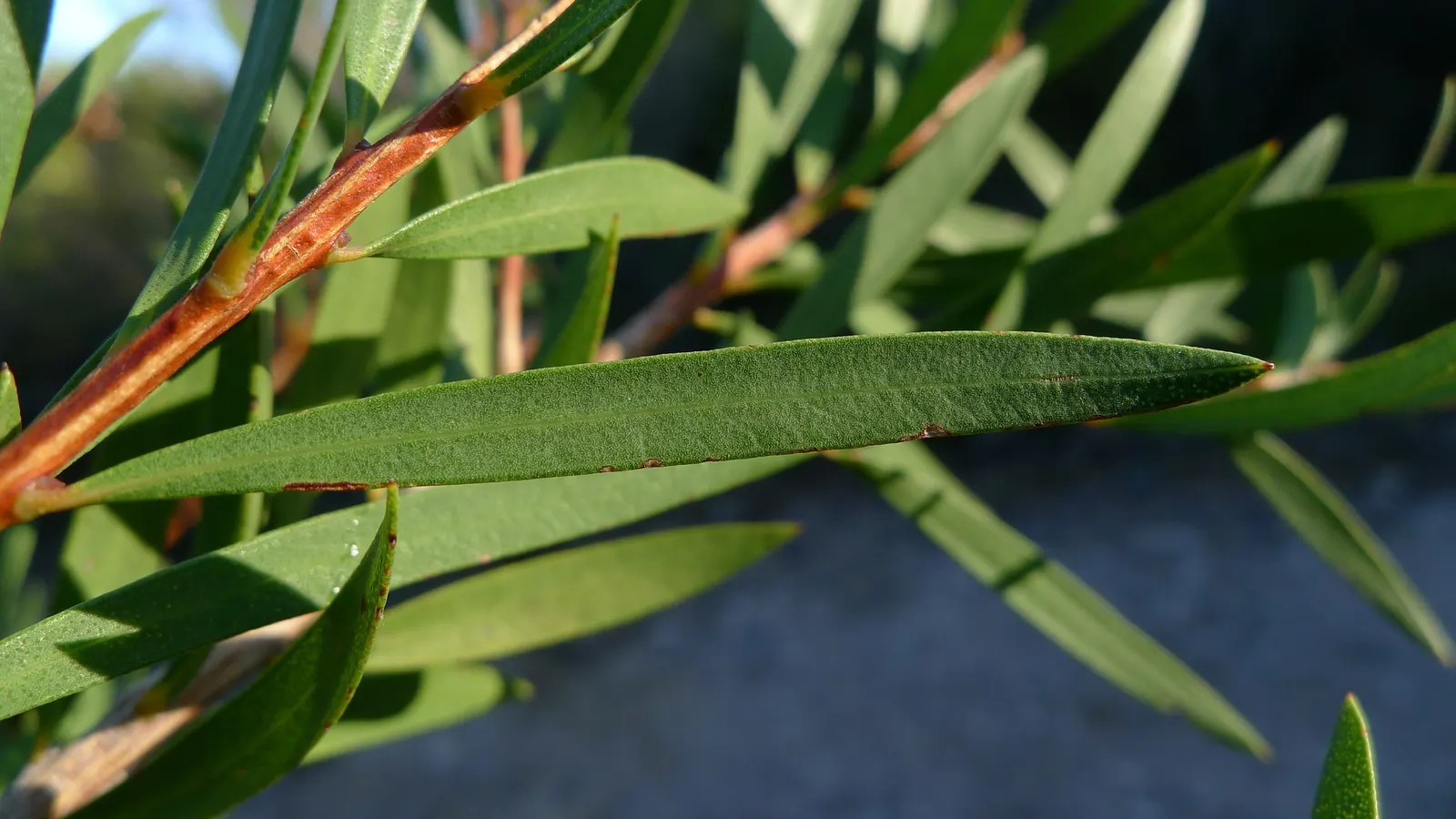 Lemon Bottlebrush (Callistemon Citrinus) — its resilient nature and showy appearance make the Lemon Bottlebrush a valuable addition to any garden, image 134