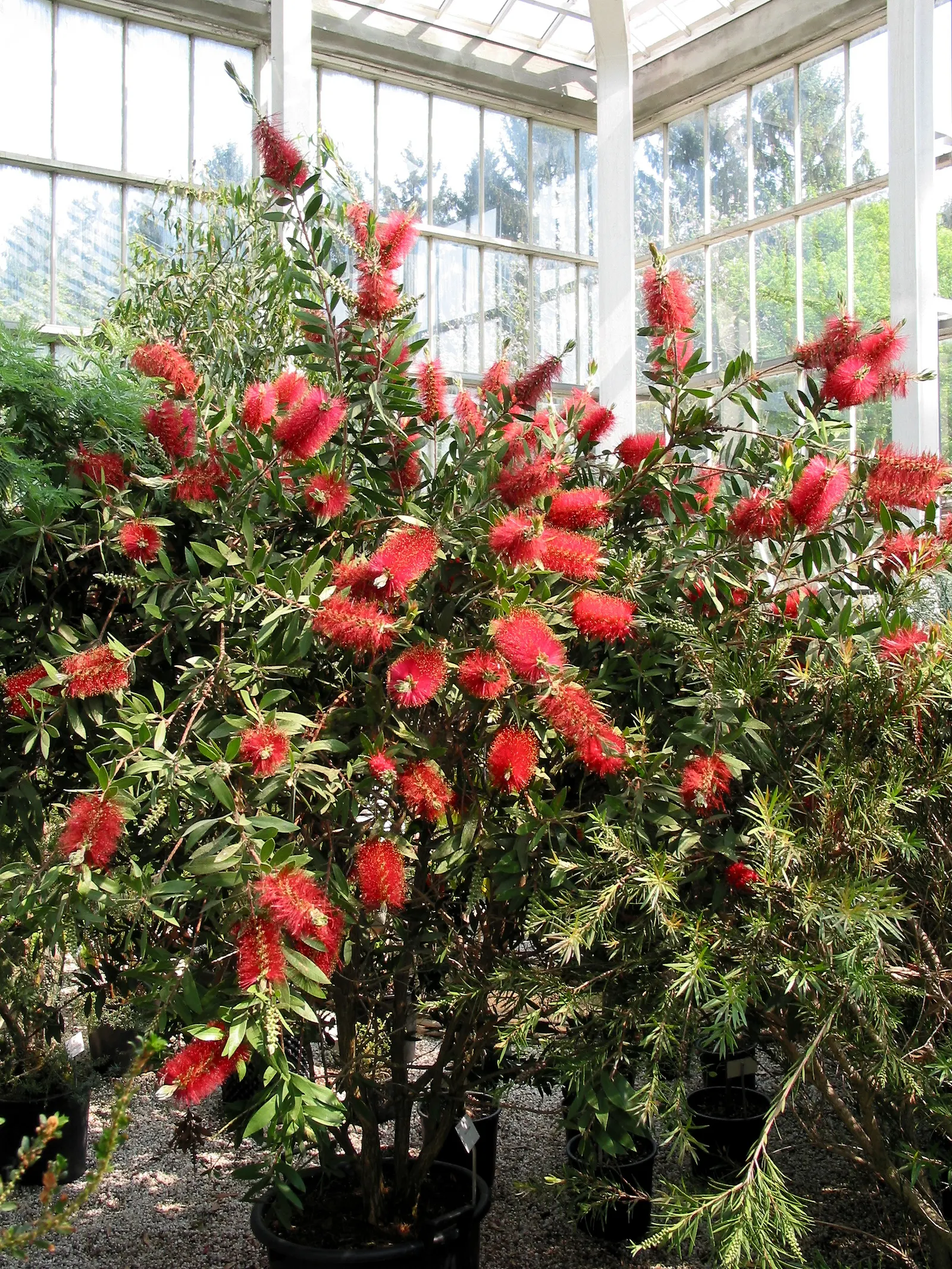 Lemon Bottlebrush (Callistemon Citrinus) — brush-like flowers and citrus-scented leaves; however, it is advisable to provide supplemental watering, image 115