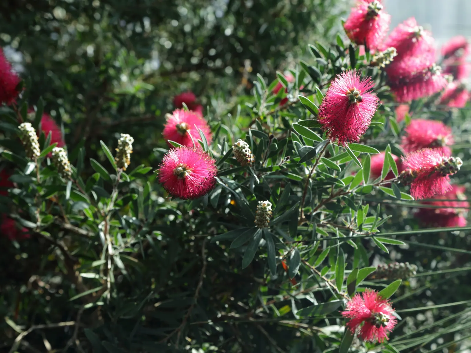 Lemon Bottlebrush (Callistemon Citrinus) — Renowned for its distinctive brush-like flowers; this plant is a popular choice for adding splashes of, image 122