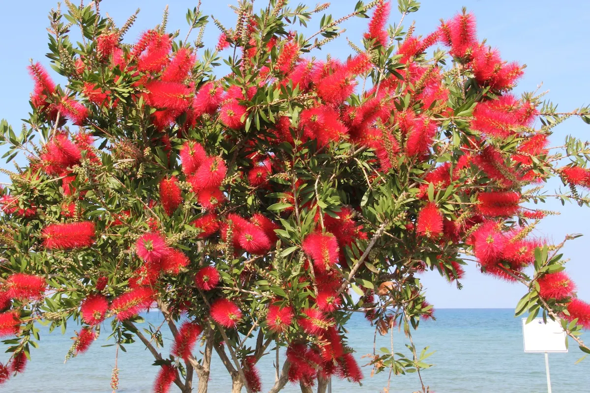 Lemon Bottlebrush (Callistemon Citrinus) — notable for its vibrant red; this plant is a popular choice for adding splashes of vivid red to, image 114