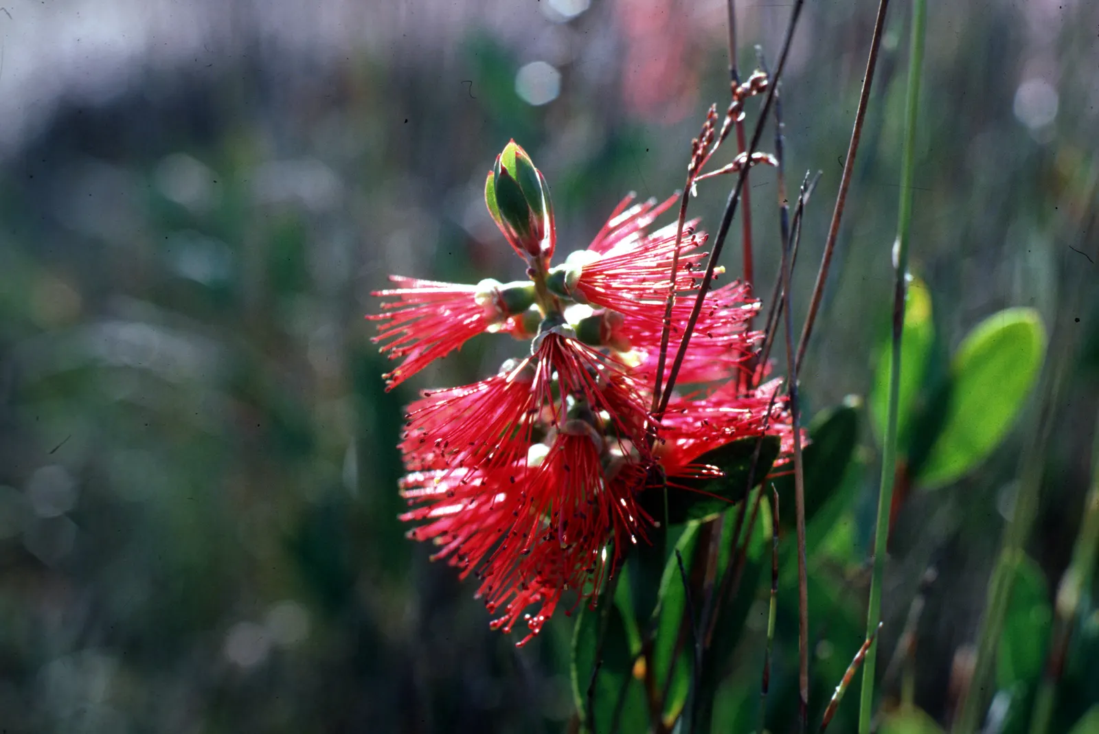 Lemon Bottlebrush (Callistemon Citrinus) — is a vibrant and robust evergreen shrub native to Australia; it reaches a mature size of 8-10 feet tall, image 149