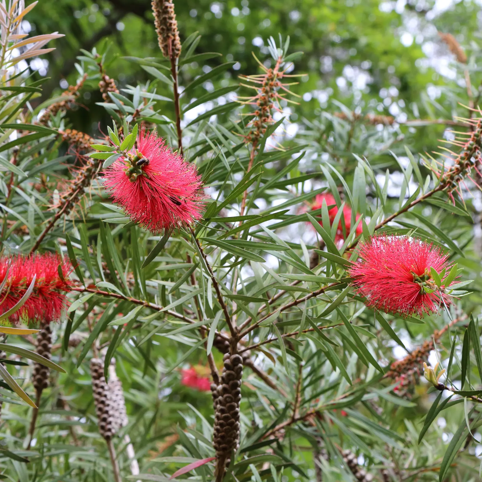 Lemon Bottlebrush (Callistemon Citrinus) — this plant is a popular choice for adding splashes of vivid red to landscapes and gardens; however, it, image 123