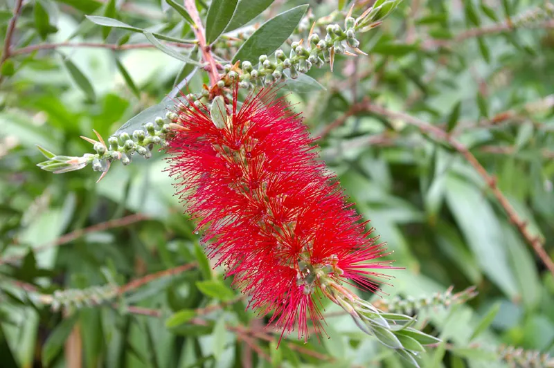 Lemon Bottlebrush (Callistemon Citrinus) — brush-like flowers and citrus-scented leaves; however, it is advisable to provide supplemental watering, image 143