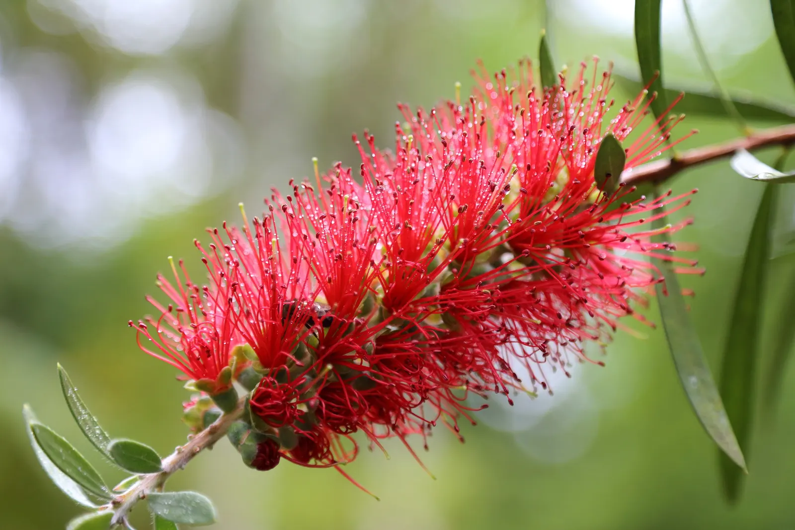 Lemon Bottlebrush (Callistemon Citrinus) — slow-release fertilizer in the growing season will encourage vibrant blooms and healthy growth; ensuring, image 136