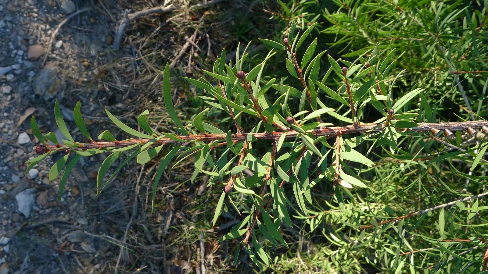 Lemon Bottlebrush (Callistemon Citrinus) — red flowers in the garden; this plant is a popular choice for adding splashes of vivid red to landscapes, image 138