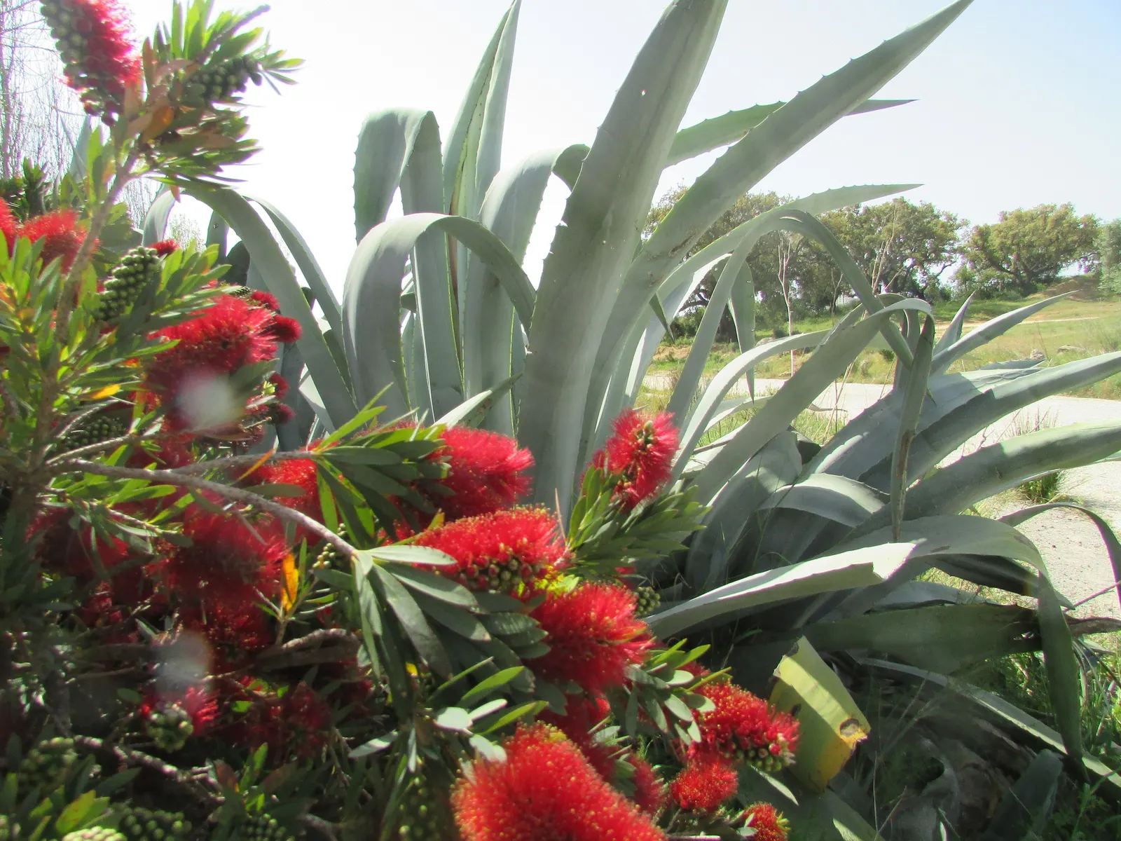 Lemon Bottlebrush (Callistemon Citrinus) — attracting pollinators such as bees and hummingbirds; however, it is advisable to provide supplemental, image 183