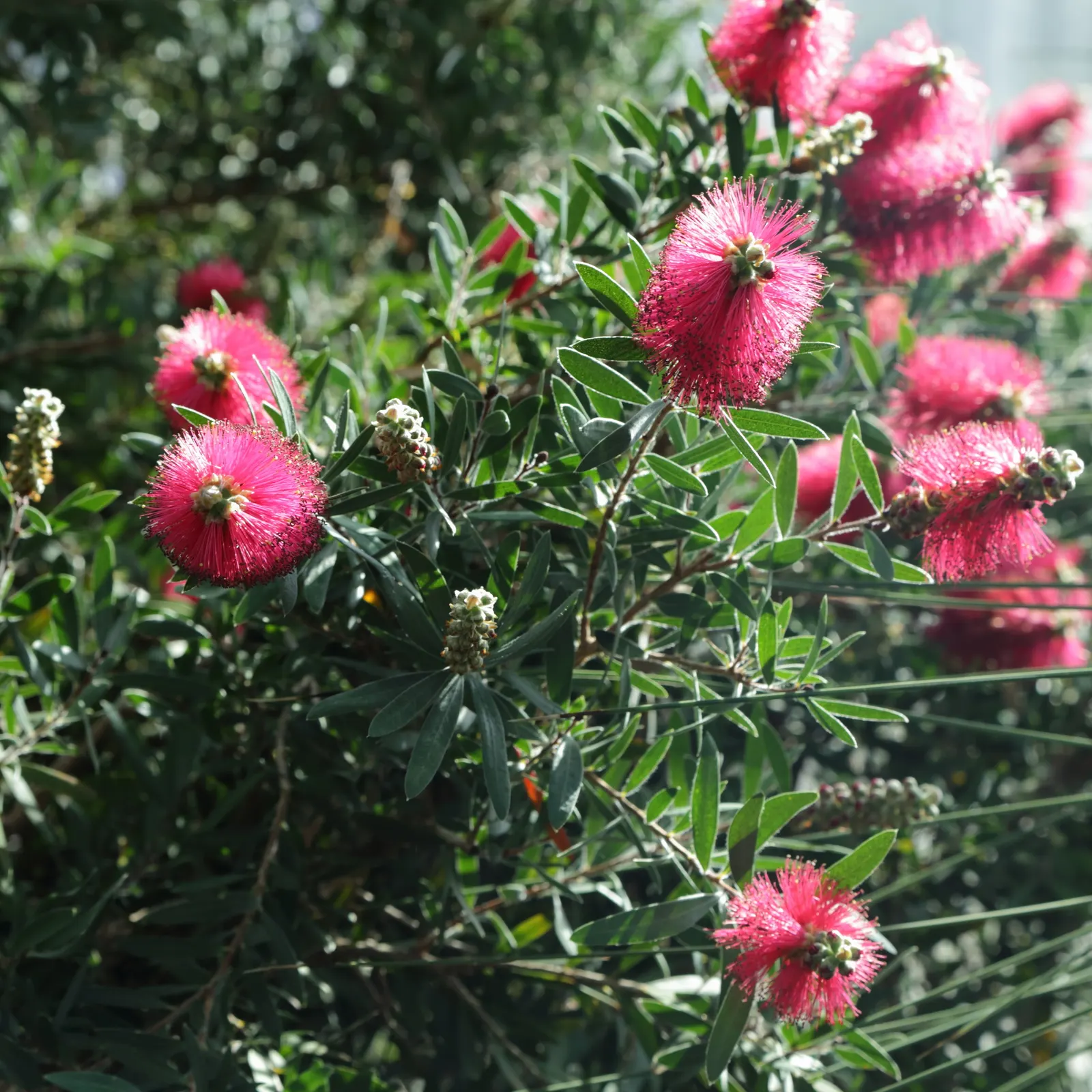 Lemon Bottlebrush (Callistemon Citrinus) — and attracts hummingbirds and pollinators; this plant is a popular choice for adding splashes of vivid, image 118