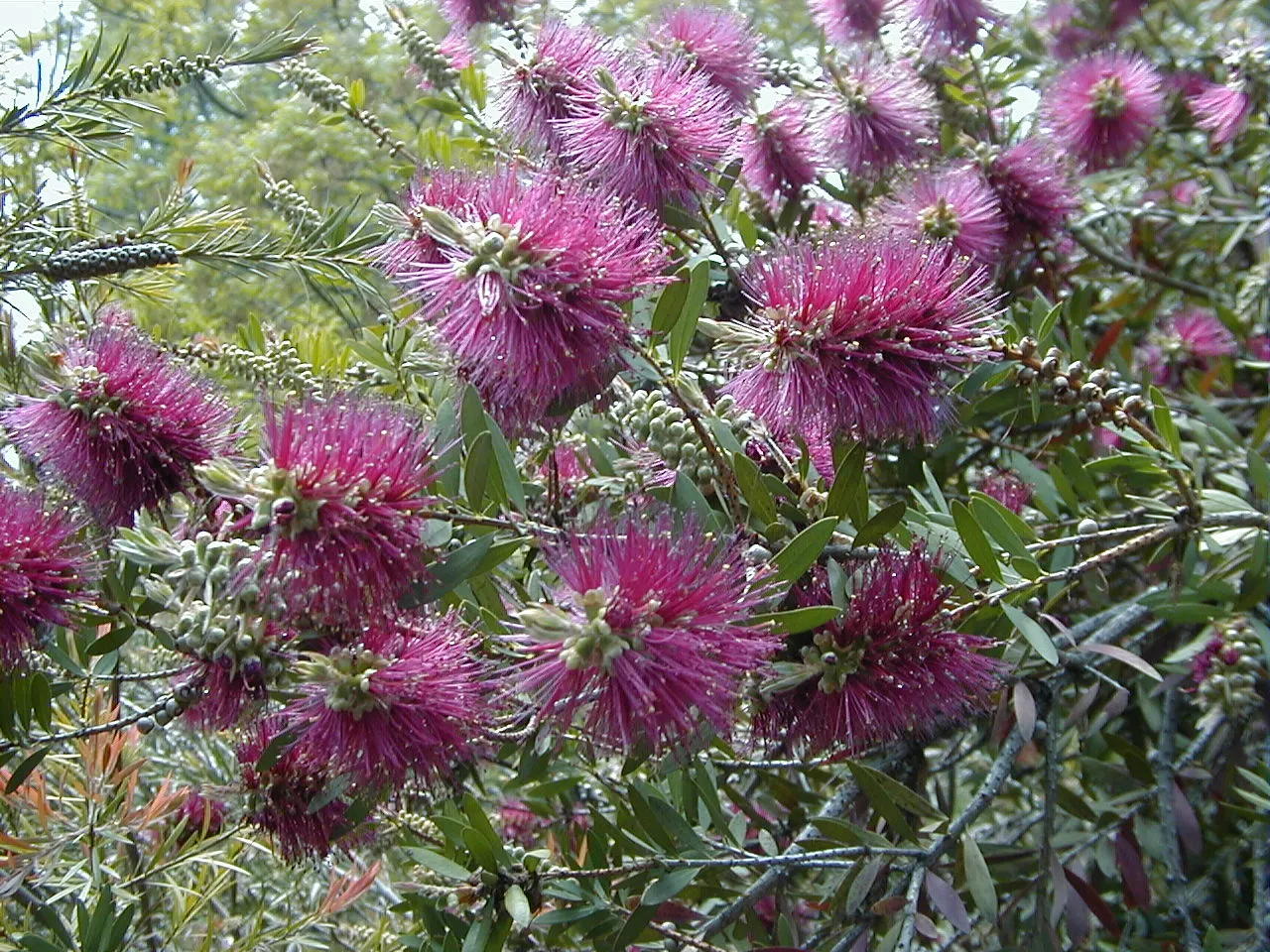 Lemon Bottlebrush (Callistemon Citrinus) — tree with red blooms; however, it is advisable to provide supplemental watering during the dry months, image 111