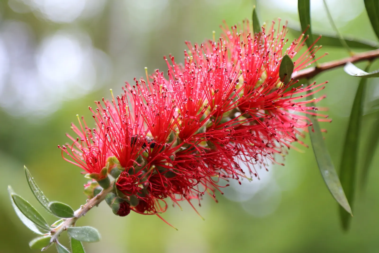 Lemon Bottlebrush (Callistemon Citrinus) — However, it is advisable to provide supplemental watering during the dry months; this plant is a popular, image 130