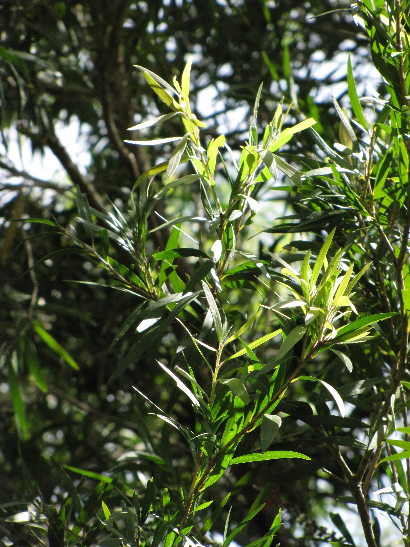Lemon Bottlebrush (Callistemon Citrinus) — Callistemon citrinus thrives in USDA hardiness zones 8 through 11; ensuring the plant remains a focal, image 152