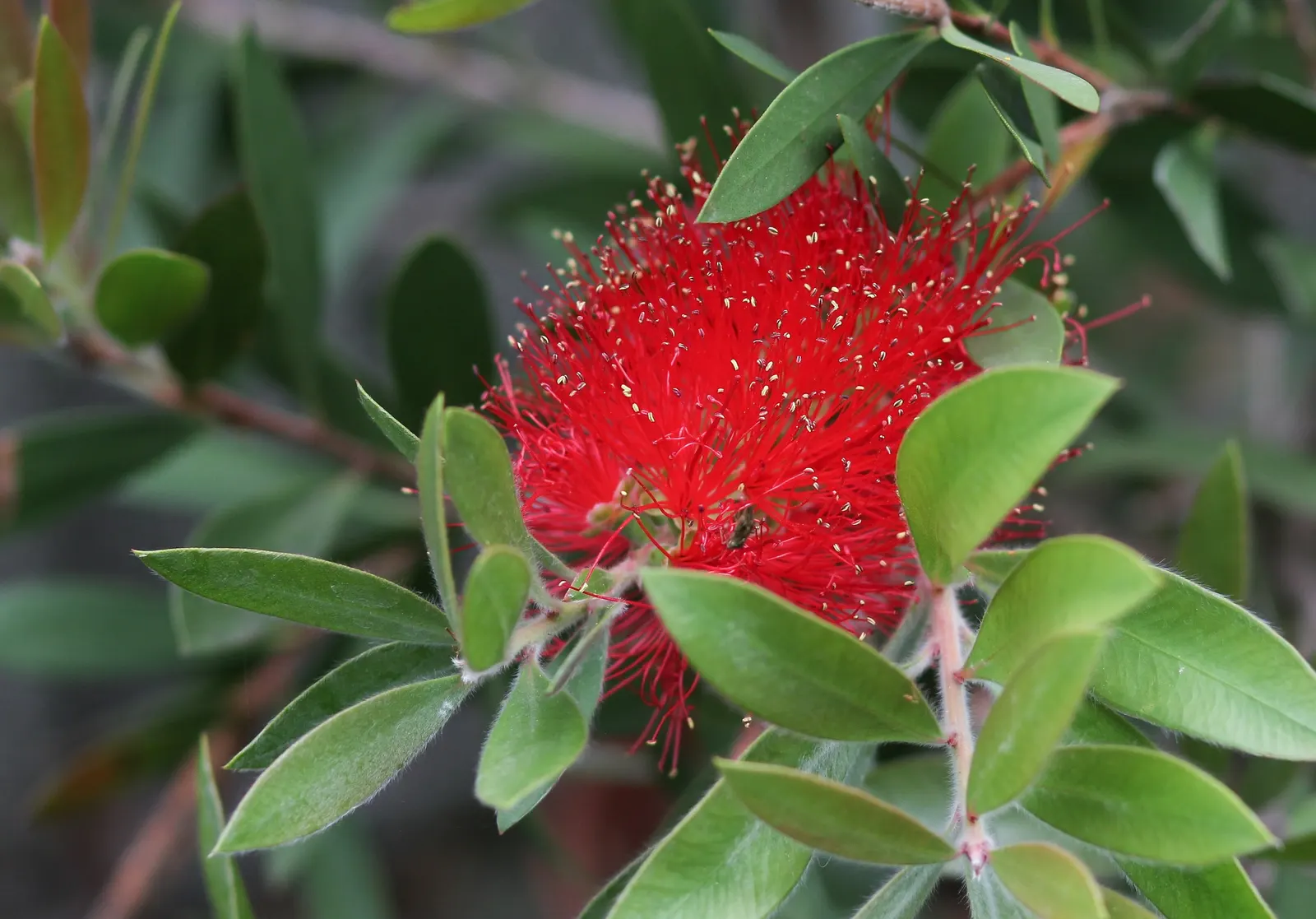 Lemon Bottlebrush (Callistemon Citrinus) — making it an excellent addition to low-maintenance and wildlife-friendly gardens; however, it is, image 119