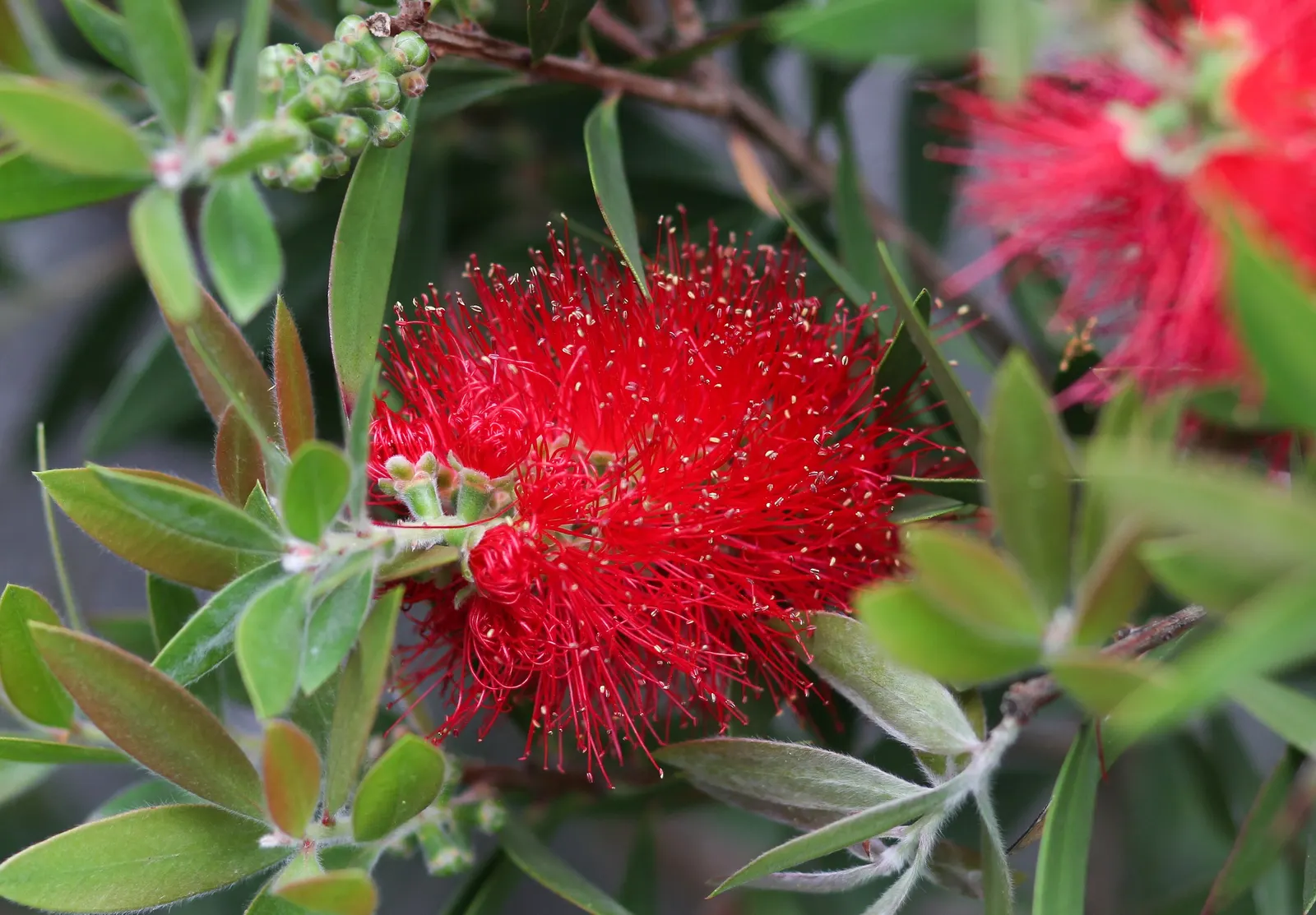 Lemon Bottlebrush (Callistemon Citrinus) — notable for its vibrant red; this plant is a popular choice for adding splashes of vivid red to, image 142