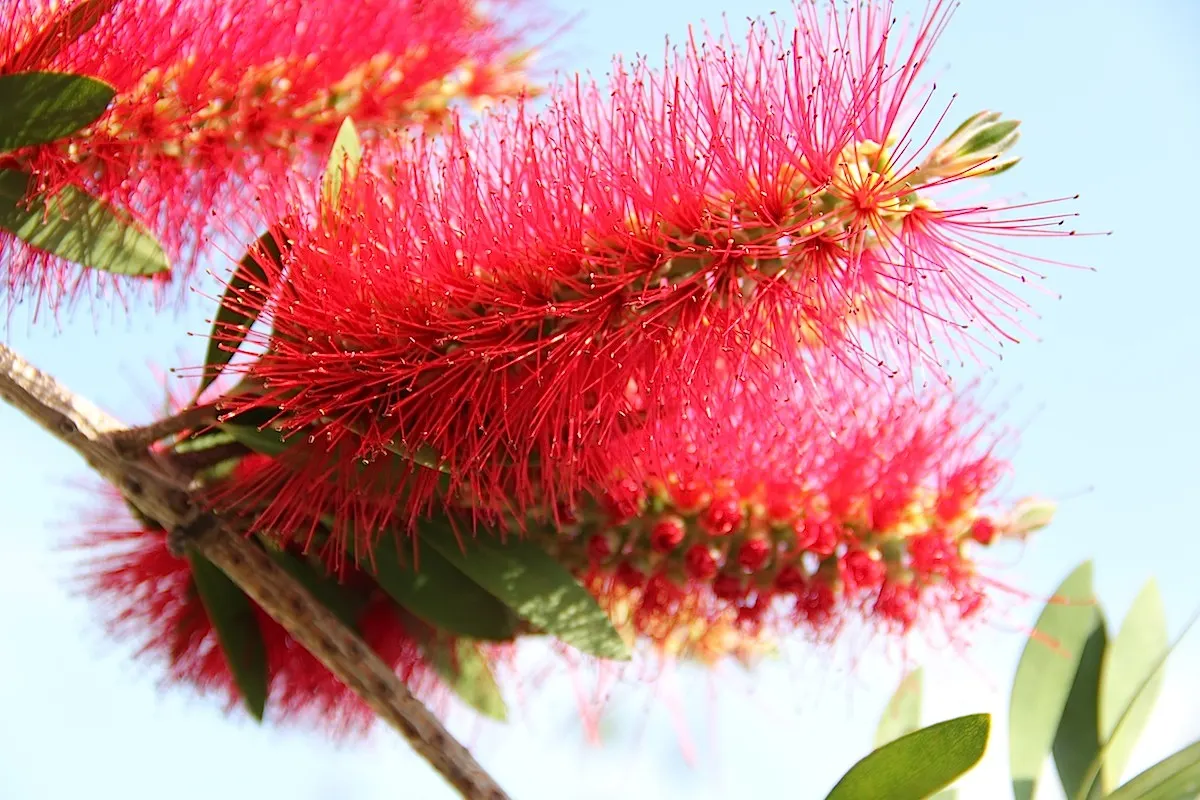 Lemon Bottlebrush (Callistemon Citrinus) — The flowers can reach lengths of approximately 4 to 6 inches; ensuring the plant remains a focal point, image 128