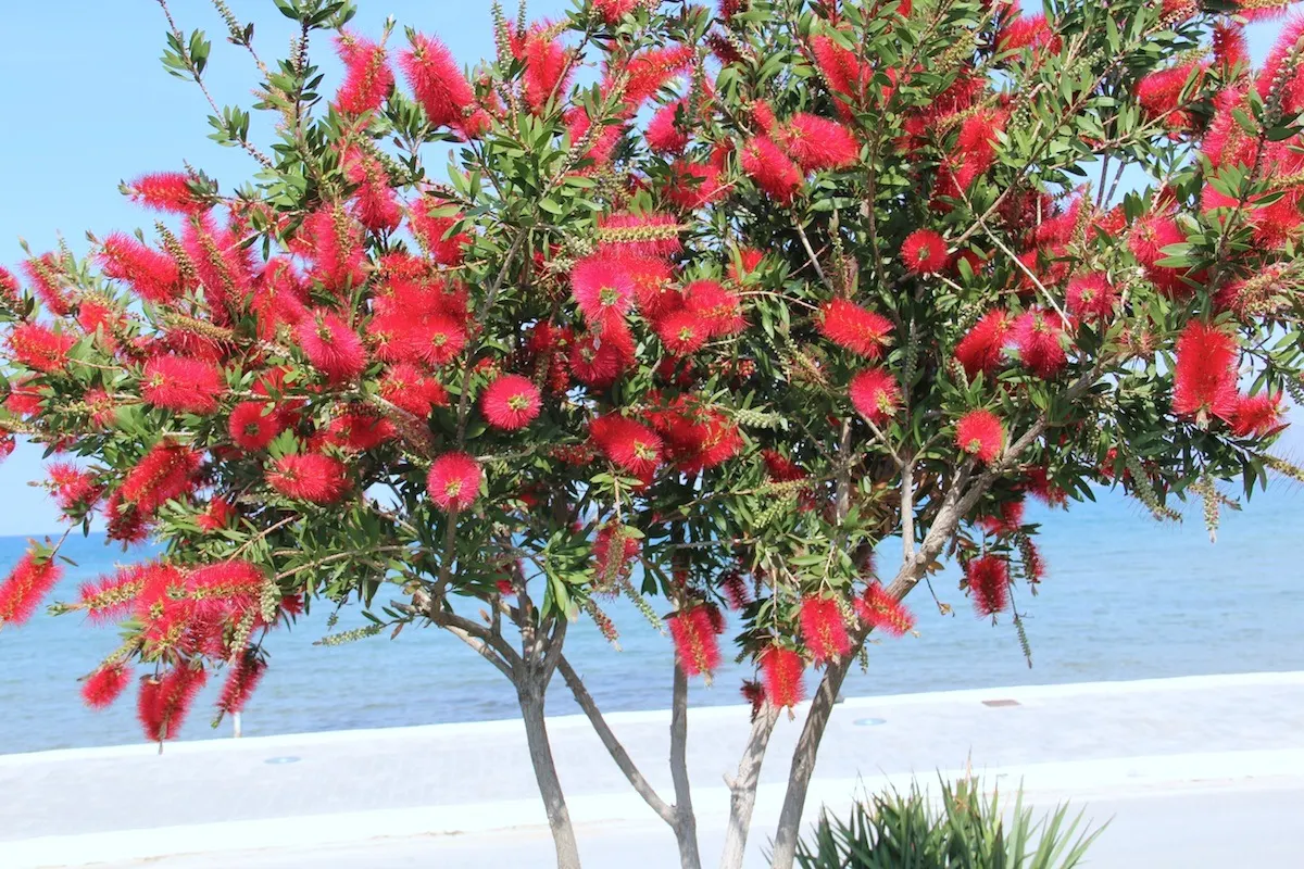 Lemon Bottlebrush (Callistemon Citrinus) — ensuring the plant remains a focal point in the landscape all year round; it reaches a mature size of, image 109