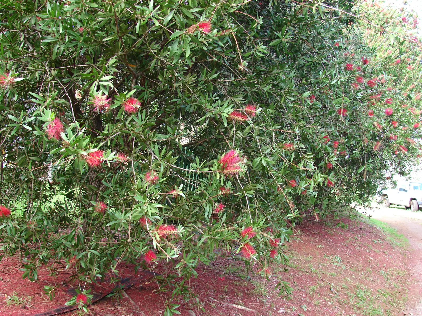 Lemon Bottlebrush (Callistemon Citrinus) — making it an excellent addition to low-maintenance and wildlife-friendly gardens; however, it is, image 147