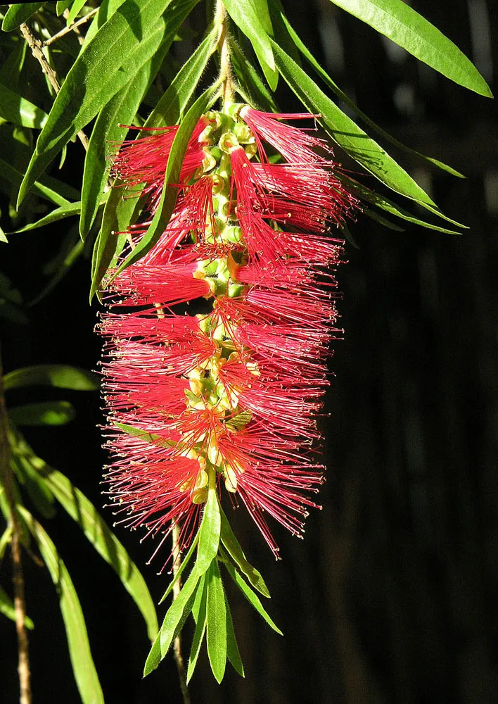 Lemon Bottlebrush (Callistemon Citrinus) — It reaches a mature size of 8-10 feet tall and 5-8 feet wide, flourishing in full sun and well-drained, image 144