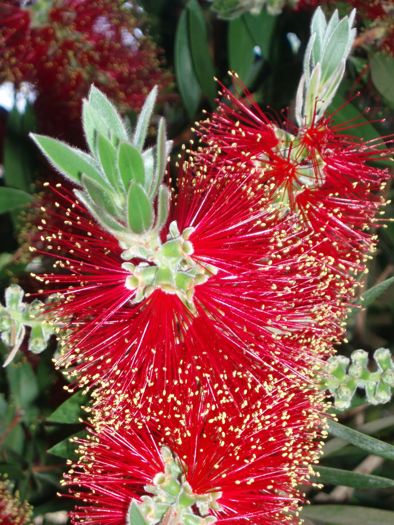 Lemon Bottlebrush (Callistemon Citrinus) — though it flourishes in soil that is moist and well-drained; this plant is a popular choice for adding, image 126