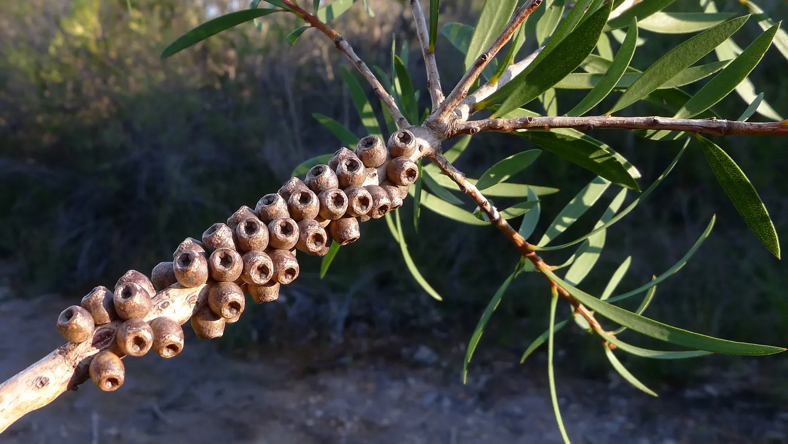 Lemon Bottlebrush (Callistemon Citrinus) — In more temperate regions; however, it is advisable to provide supplemental watering during the dry, image 131