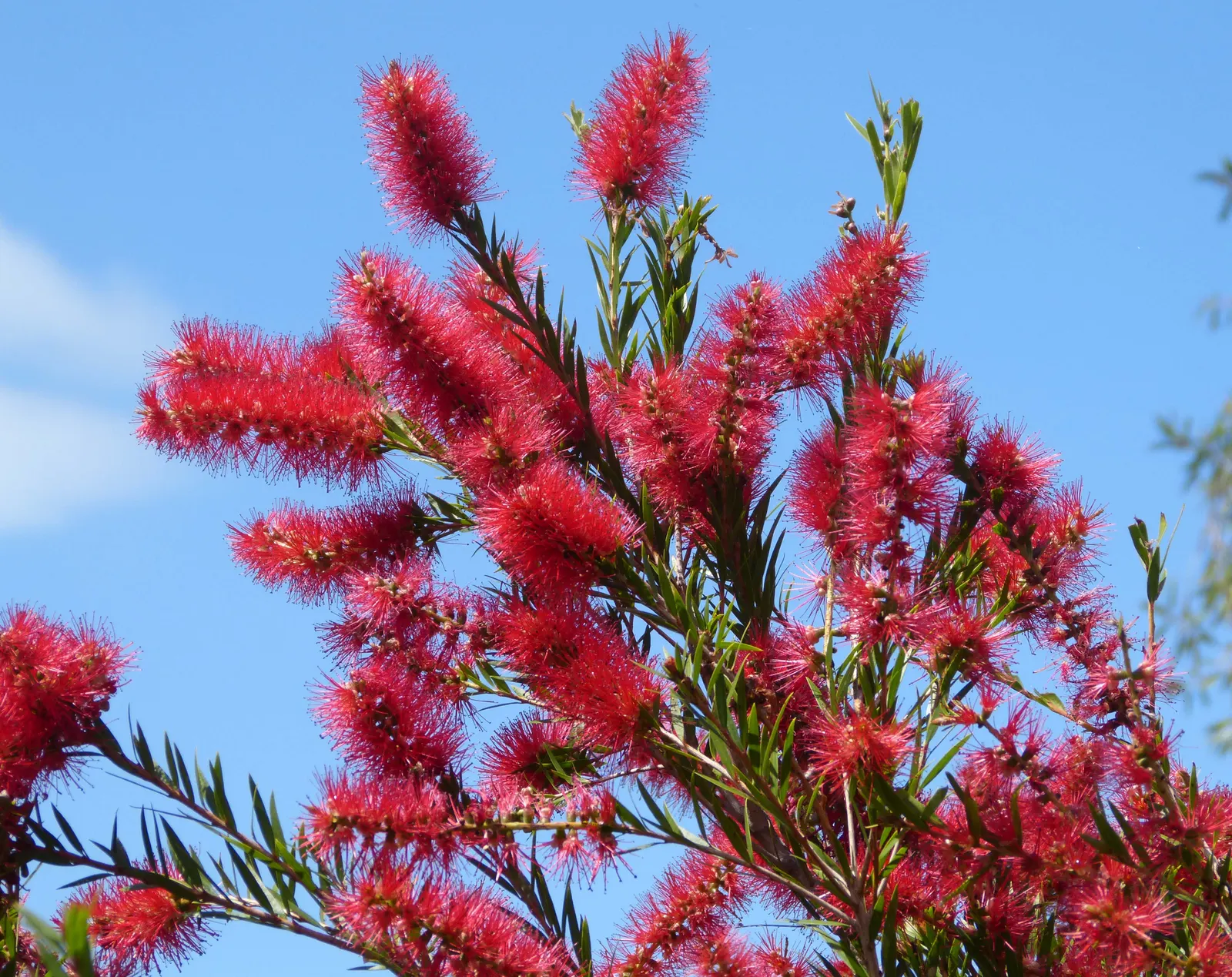 Lemon Bottlebrush (Callistemon Citrinus) — or part of a mixed border; it reaches a mature size of 8-10 feet tall and 5-8 feet wide, flourishing in, image 133