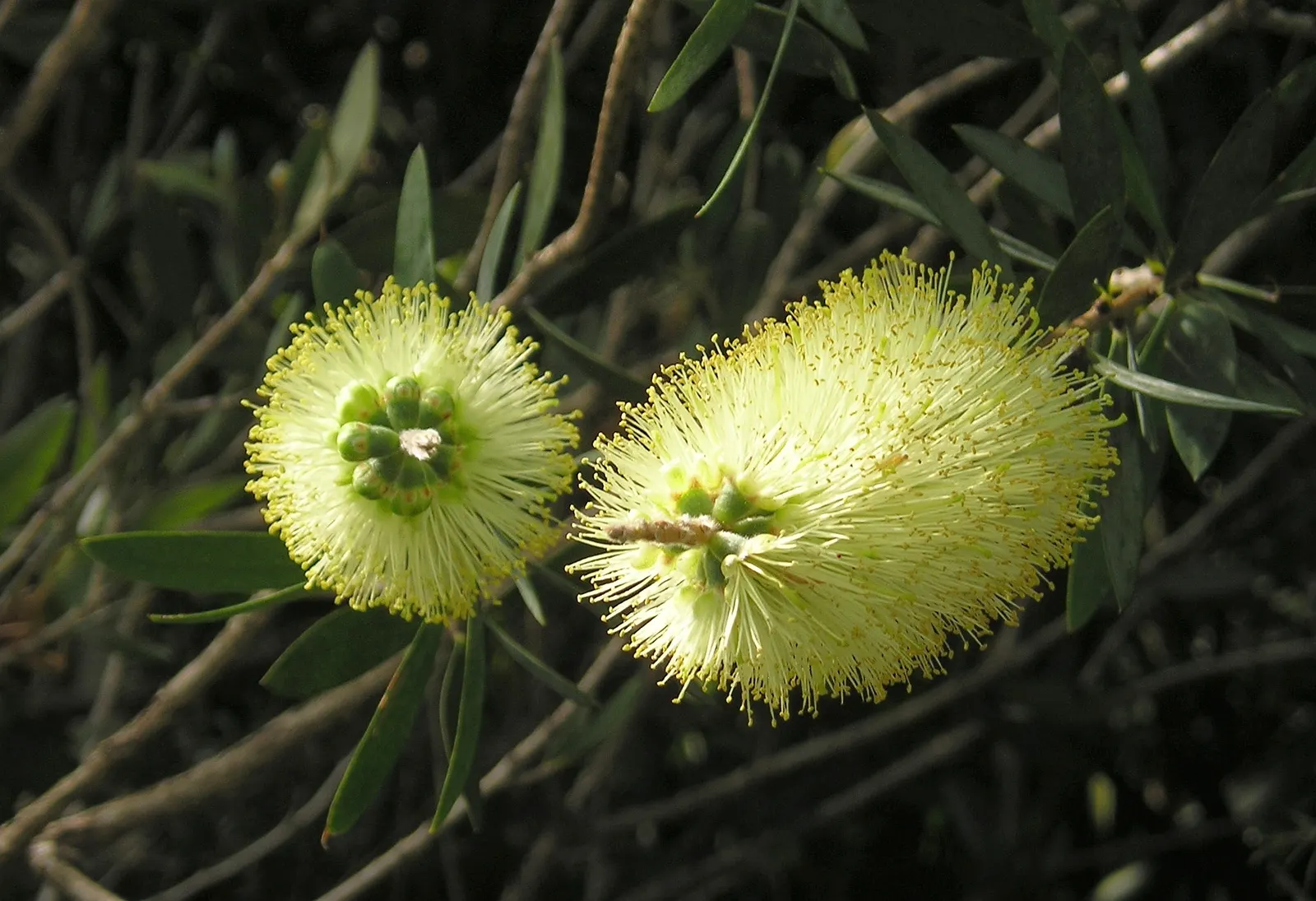 Lemon Bottlebrush (Callistemon Citrinus) — and attracts hummingbirds and pollinators
