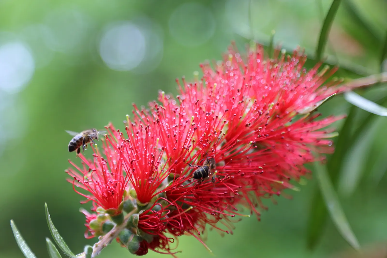 Lemon Bottlebrush (Callistemon Citrinus) — This hardy shrub prefers full sun to partial shade and is adaptable to a variety of soil types; it, image 125