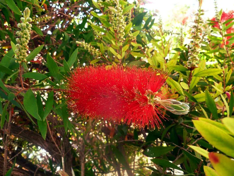 Lemon Bottlebrush (Callistemon Citrinus) — red flowers in the garden; this plant is a popular choice for adding splashes of vivid red to landscapes, image 110