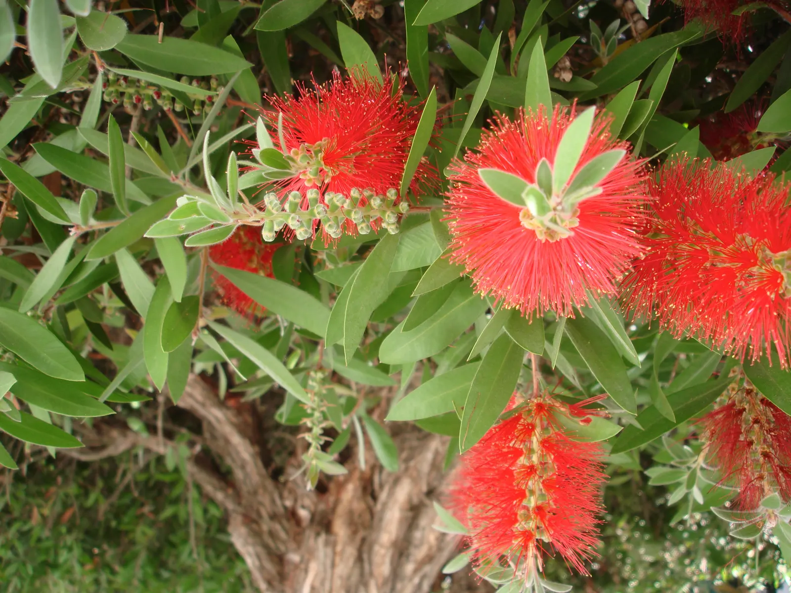 Lemon Bottlebrush (Callistemon Citrinus) — The Lemon Bottlebrush (Callistemon citrinus) is an eye-catching evergreen shrub; it reaches a mature, image 113