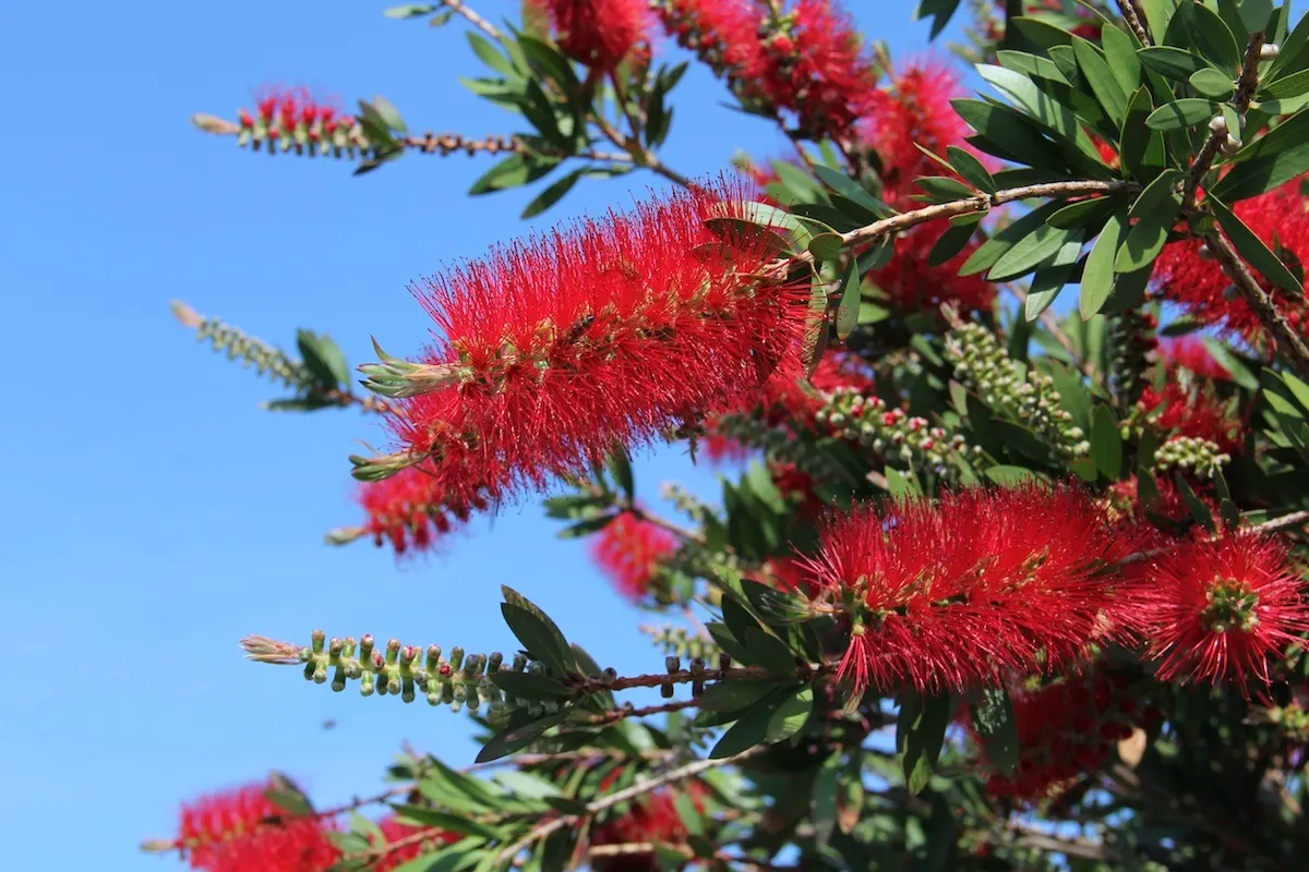 Lemon Bottlebrush (Callistemon Citrinus) — tree for full or half; ensuring the plant remains a focal point in the landscape all year round, image 112