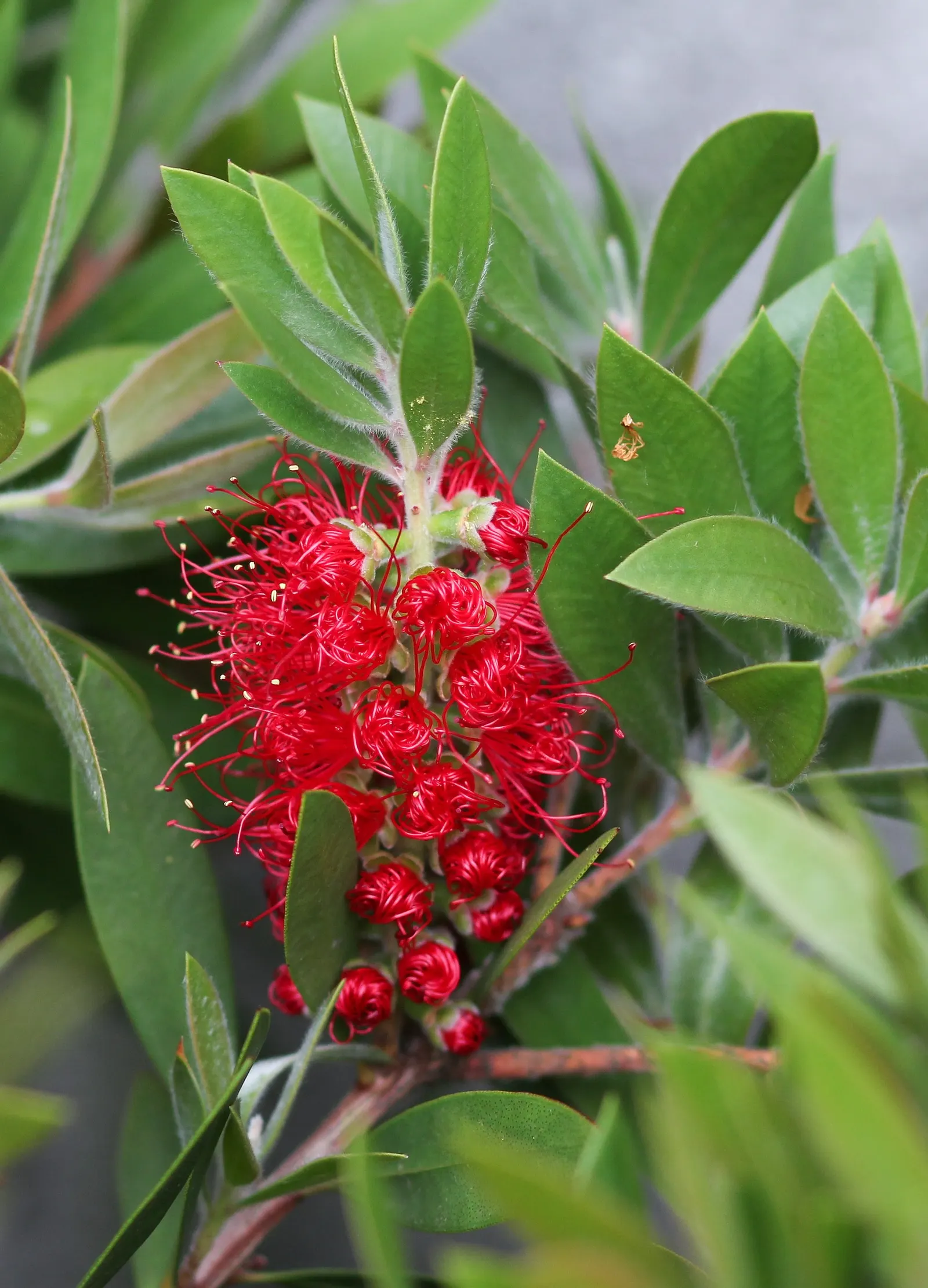 Lemon Bottlebrush (Callistemon Citrinus) — Regular feeding with a balanced; however, it is advisable to provide supplemental watering during the, image 135