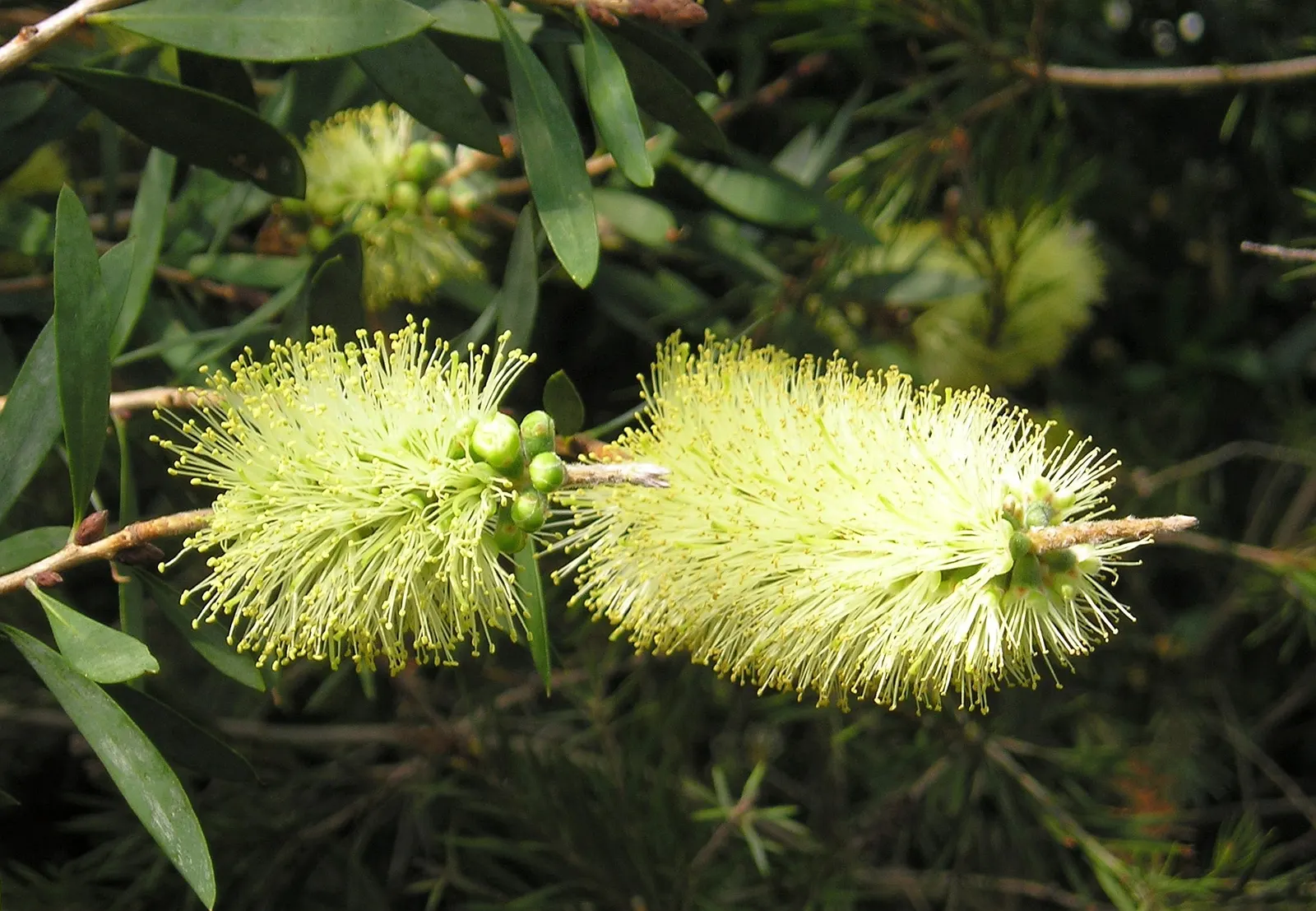 Lemon Bottlebrush (Callistemon Citrinus) — Renowned for its distinctive brush-like flowers
