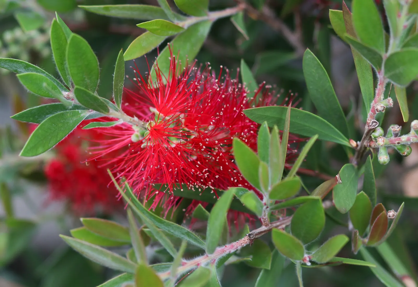 Lemon Bottlebrush (Callistemon Citrinus) — scientifically known as Callistemon citrinus; ensuring the plant remains a focal point in the landscape, image 120