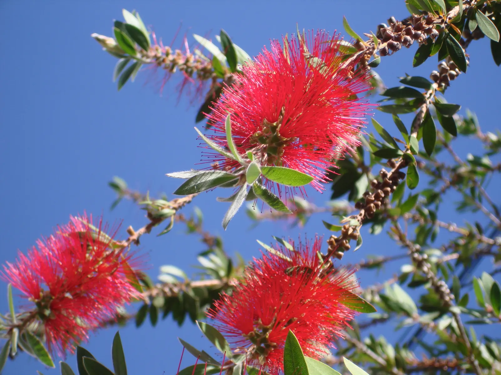 Lemon Bottlebrush (Callistemon Citrinus) — This Australian native offers year-round interest; it reaches a mature size of 8-10 feet tall and 5-8, image 117