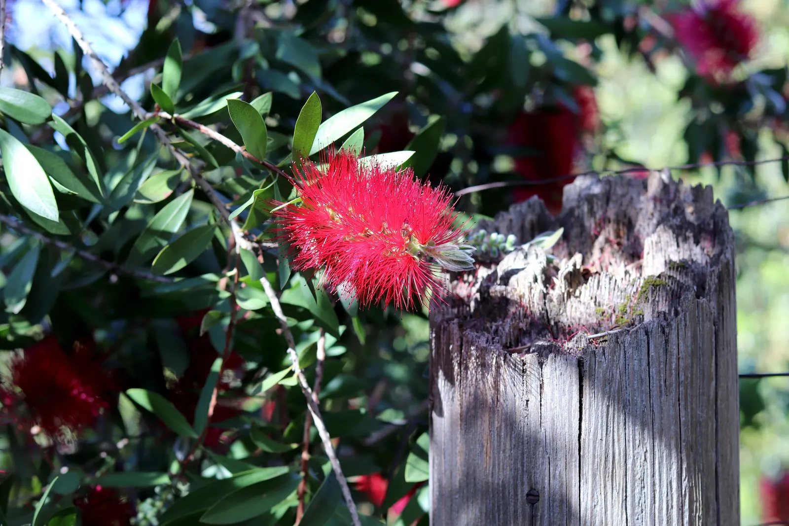Lemon Bottlebrush (Callistemon Citrinus) — evergreen leaves are lance-shaped and release a citrus fragrance when crushed; it reaches a mature size, image 73