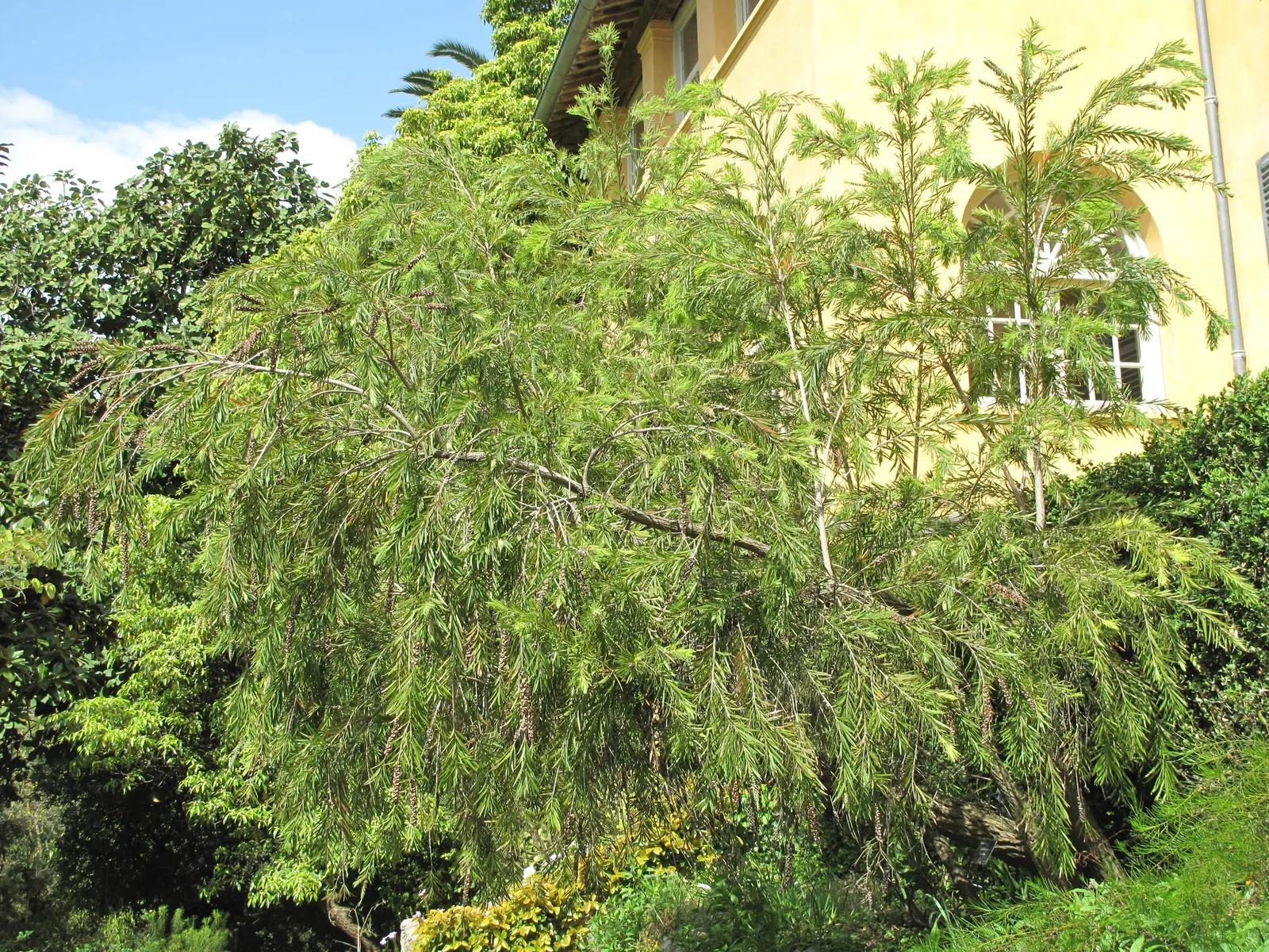 Lemon Bottlebrush (Callistemon Citrinus) — Callistemon citrinus may require protection from frost.<br><br>Whether used as a specimen plant, image 76