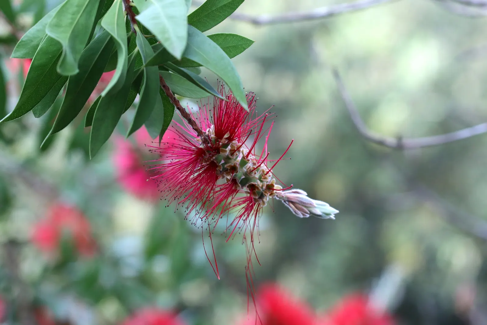 Lemon Bottlebrush (Callistemon Citrinus) — tree with red blooms; however, it is advisable to provide supplemental watering during the dry months, image 83