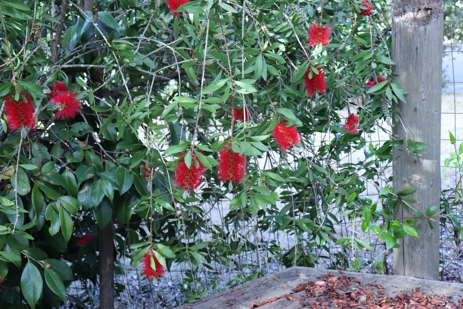 Lemon Bottlebrush (Callistemon Citrinus) — This Australian native offers year-round interest; it reaches a mature size of 8-10 feet tall and 5-8, image 89