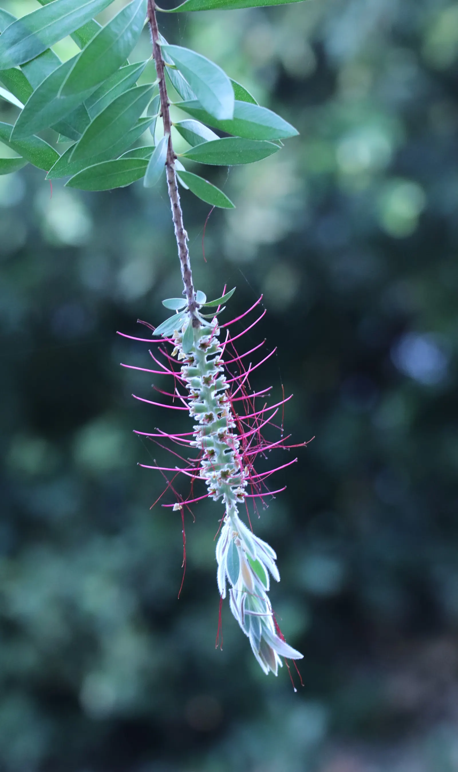 Lemon Bottlebrush (Callistemon Citrinus) — notable for its vibrant red; this plant is a popular choice for adding splashes of vivid red to, image 58