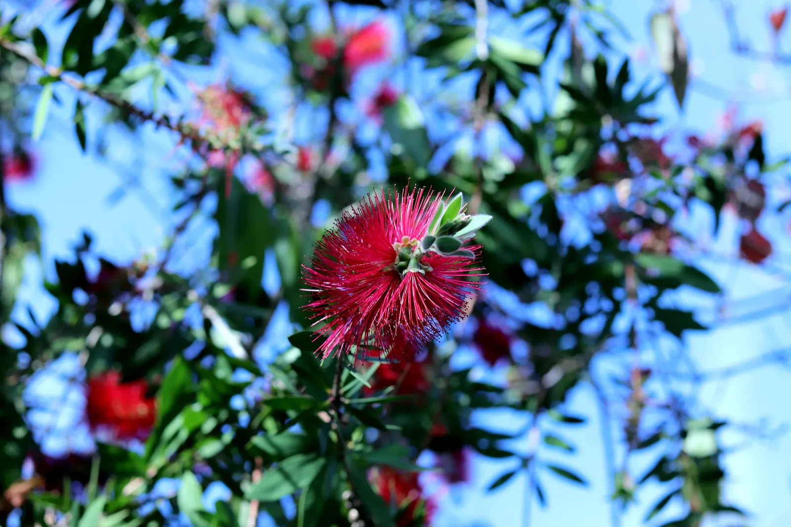 Lemon Bottlebrush (Callistemon Citrinus) — scientifically known as Callistemon citrinus; ensuring the plant remains a focal point in the landscape, image 64