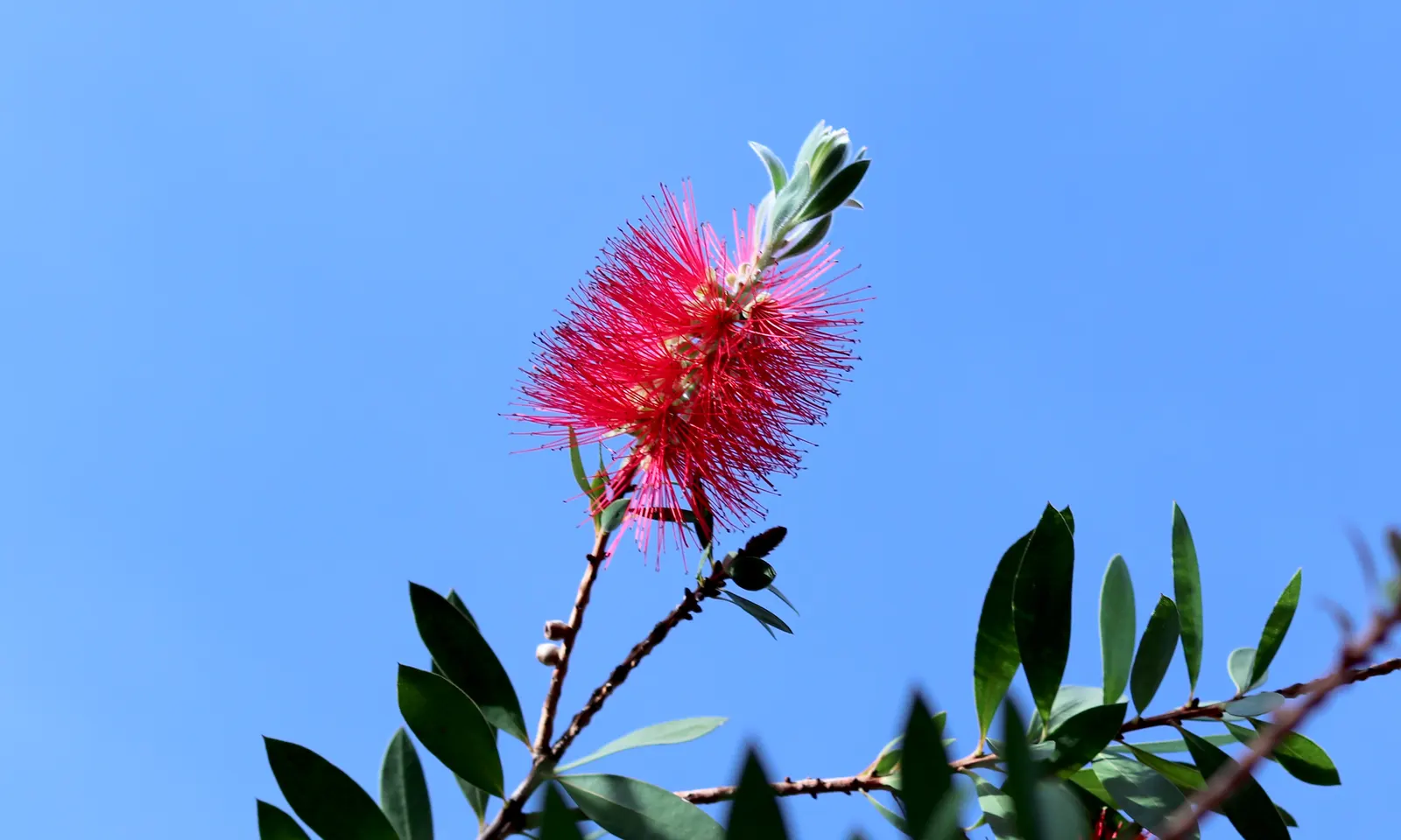 Lemon Bottlebrush (Callistemon Citrinus) — tree with red blooms; however, it is advisable to provide supplemental watering during the dry months