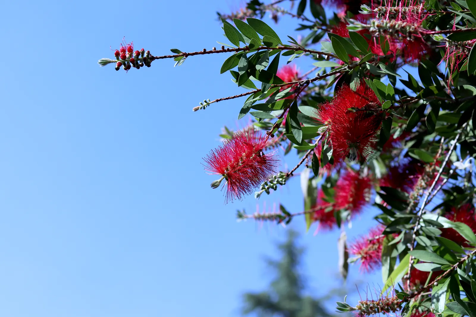 Lemon Bottlebrush (Callistemon Citrinus) — Callistemon citrinus thrives in USDA hardiness zones 8 through 11; ensuring the plant remains a focal, image 68