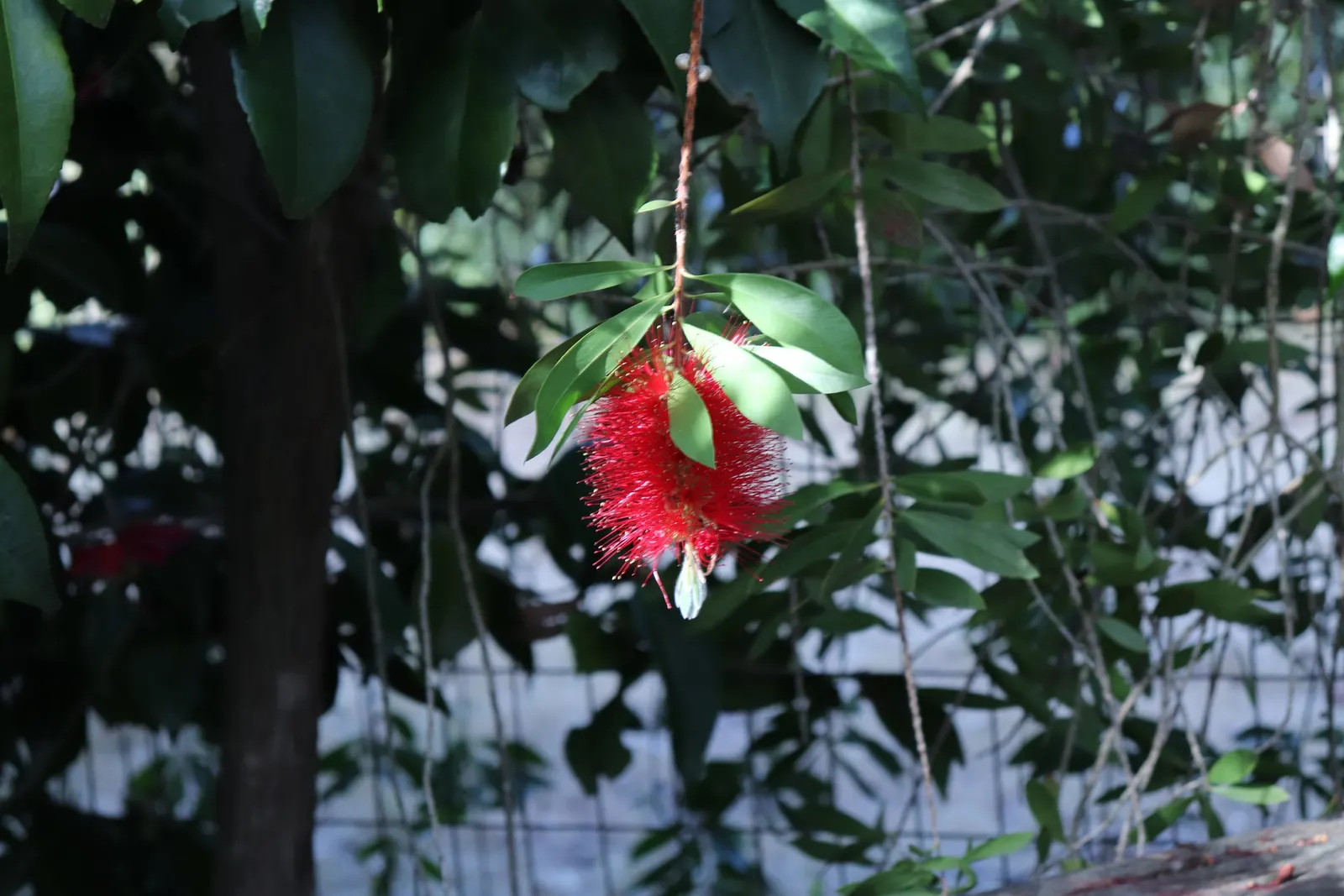 Lemon Bottlebrush (Callistemon Citrinus) — Regular feeding with a balanced; however, it is advisable to provide supplemental watering during the, image 107