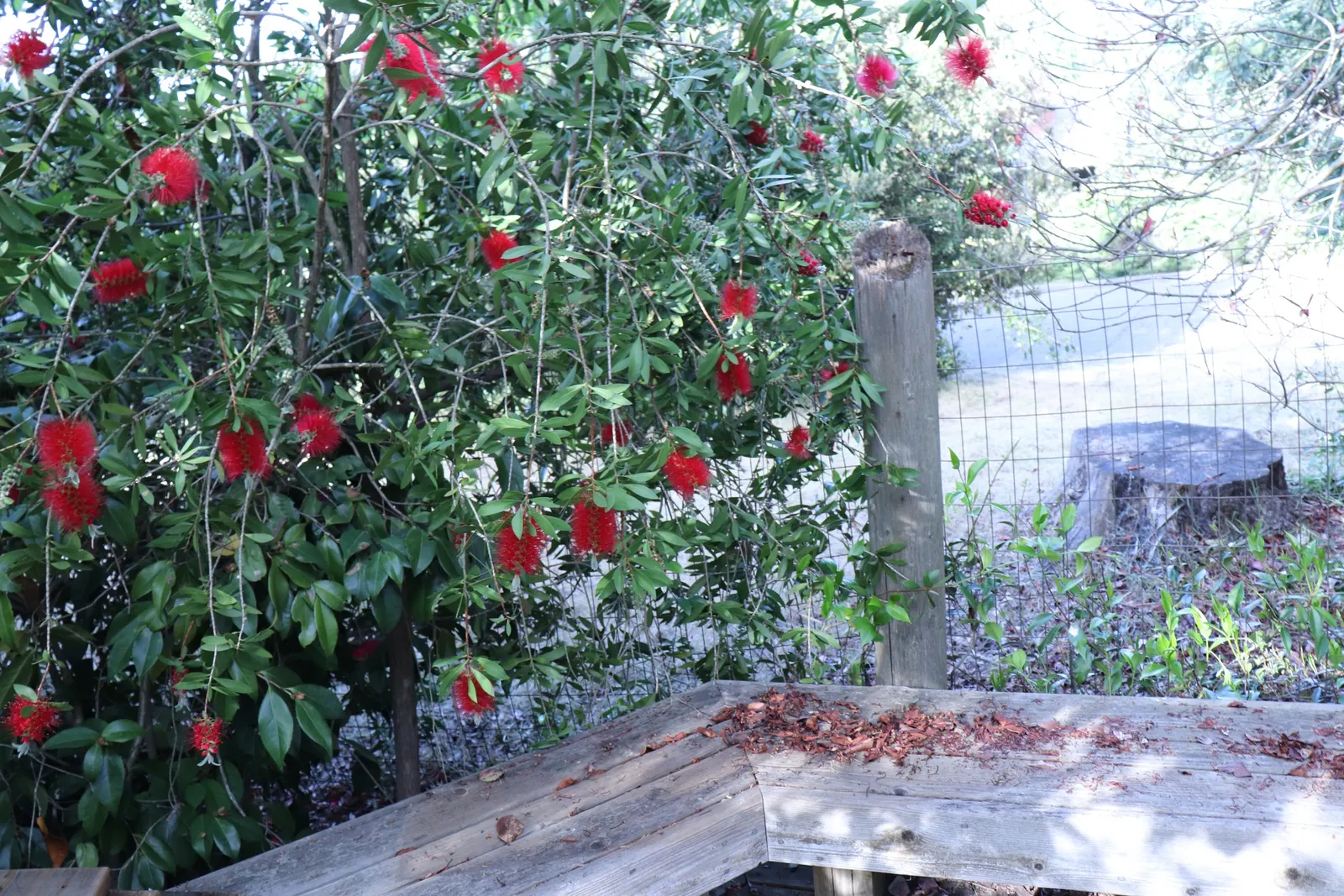 Lemon Bottlebrush (Callistemon Citrinus) — this plant is a popular choice for adding splashes of vivid red to landscapes and gardens; however, it, image 67