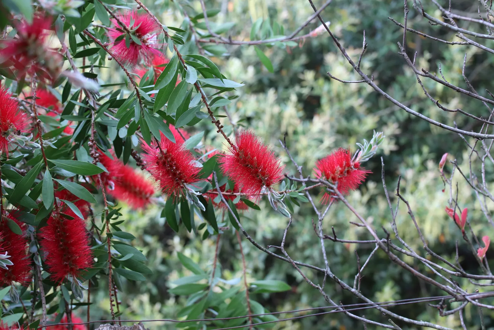 Lemon Bottlebrush (Callistemon Citrinus) — its resilient nature and showy appearance make the Lemon Bottlebrush a valuable addition to any garden; this plant