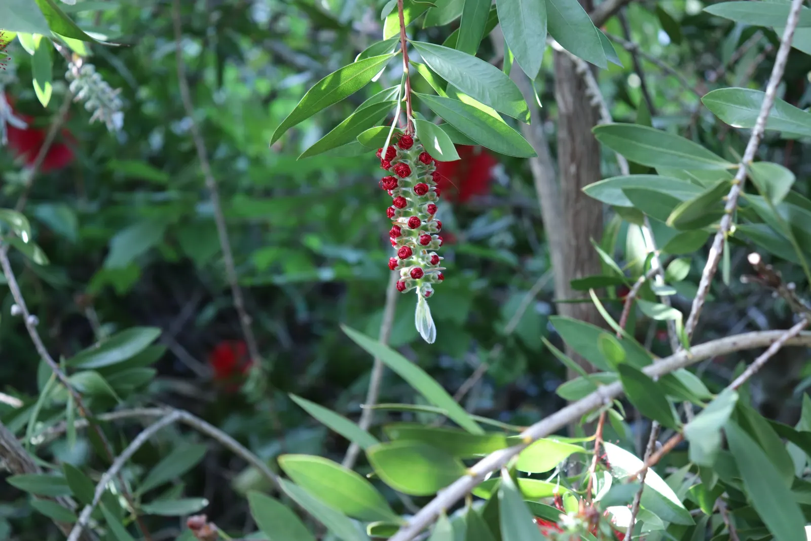 Lemon Bottlebrush (Callistemon Citrinus) — The flowers can reach lengths of approximately 4 to 6 inches; ensuring the plant remains a focal point, image 100