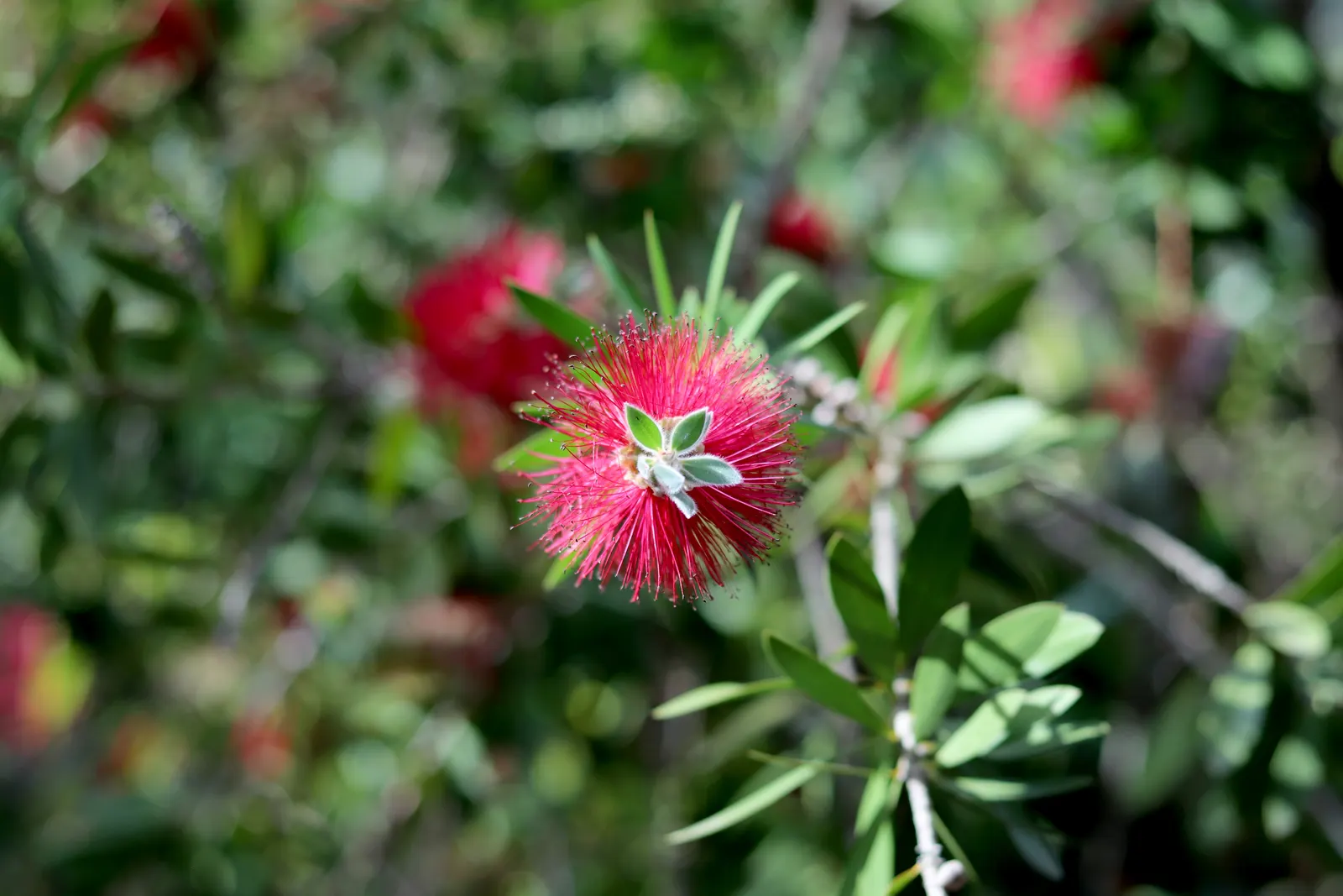 Lemon Bottlebrush (Callistemon Citrinus) — attracting pollinators such as bees and hummingbirds; however, it is advisable to provide supplemental, image 99