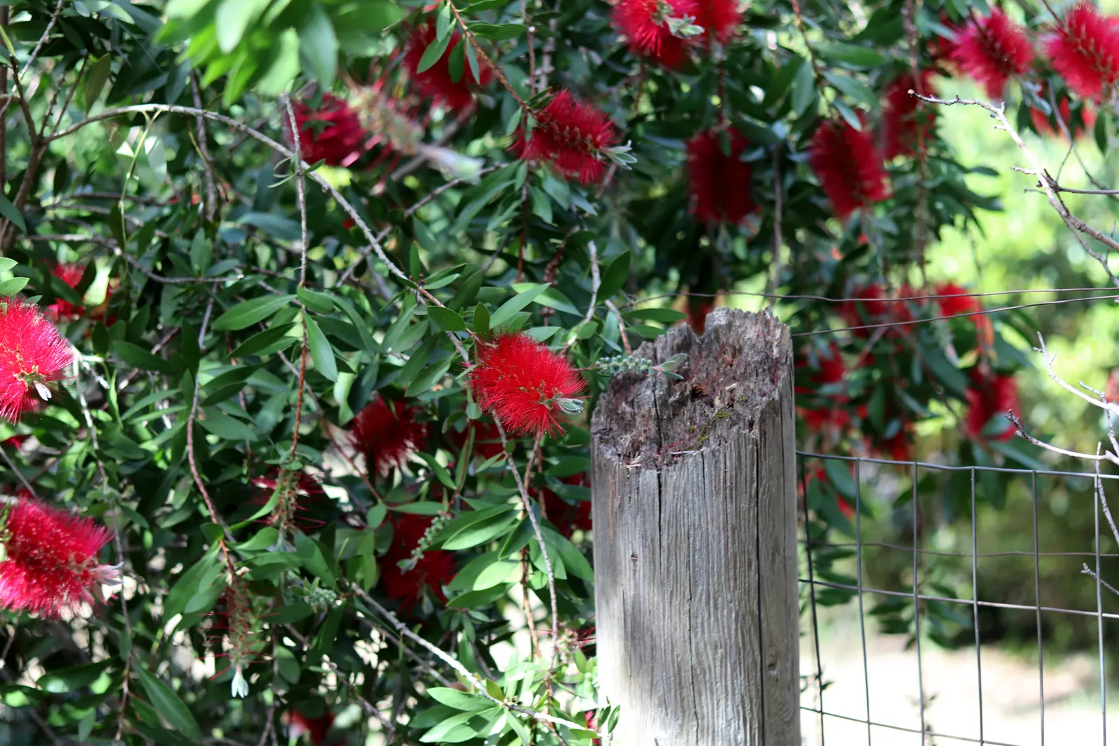 Lemon Bottlebrush (Callistemon Citrinus) — is a vibrant and robust evergreen shrub native to Australia; it reaches a mature size of 8-10 feet tall, image 93